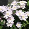 schnee781107
