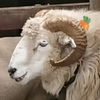 こめ 04