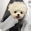 あむるん