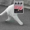 ファズねこ