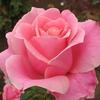 pinkylove