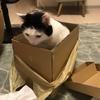 むぎしみみー
