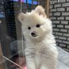 こっちゃんこなべ