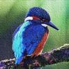 birds