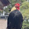 うかたまや