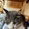 猪俣亮太