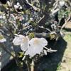 徒桜 翠