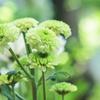 十花花花