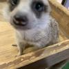 ミソミリン
