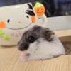 はむマム