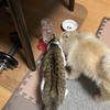 ななめまろ