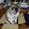 えーどん