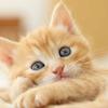 猫がすき