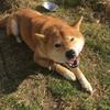 ushi0