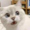 nyanchuxx