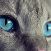 BLUESTAR25251