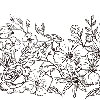 flowermei