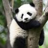Panda Guy