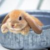 小春カウンセラピー