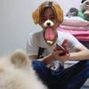 こたせん