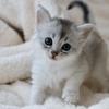 catterybluedrops