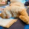 英単語 ねこた先生