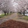 arapon10