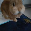 メルナ