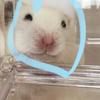 おこと˚✧₊⁎
