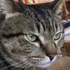 たまねこ
