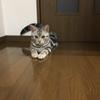 キングボブ