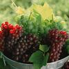 tentenko