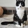 ねここねこねこ