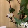 りんごトマト