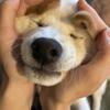 ココライオン