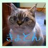 qdee