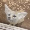 ごはんとたまご