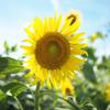 sunflower tree
