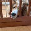 kaniちゃん