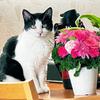 ねこねこlove