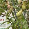 甘味処の店主