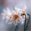 Narcissus_1201