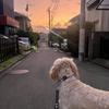 fuyo｜Canva歴7年クリエイター