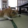 Ruby_shibainu