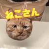 ねこさん6