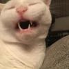 tohucat