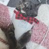 人に優しいゴリラ