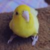 あぶこ