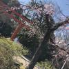 小田 日間里