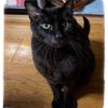 petgrand
